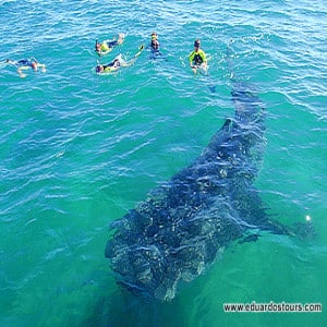 Whale shark experience